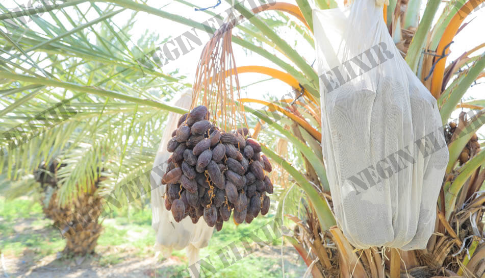 Medjool Dates Palms