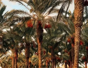 so-very-ged0idQLsJg-unsplash-600x800